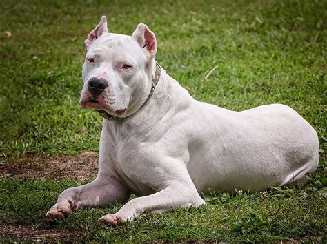 Methods to Train Dogo Argentino - Strategies and Techniques for Easy ...