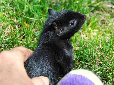 Camera on King & Aurora : Baby Black Squirrel saga