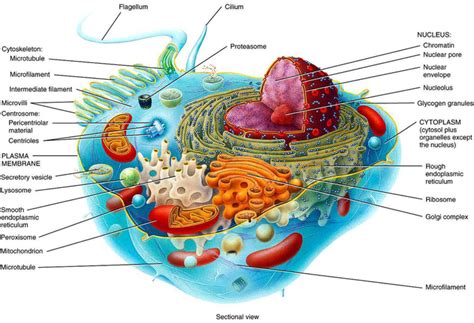 3D diagram of the Cell. | Human cell structure, Cell diagram, Cell ...