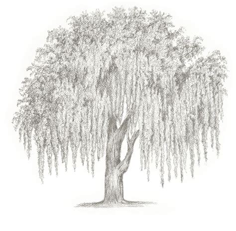 Simple Weeping Willow Tree Drawing : Week 10: A Trial of Trees | Willow ...