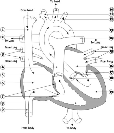 Free Blank Heart Diagram, Download Free Blank Heart Diagram png images ...