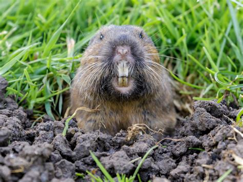 10 Surprising Facts About Gophers You May Not Know - Gopher Guys ...