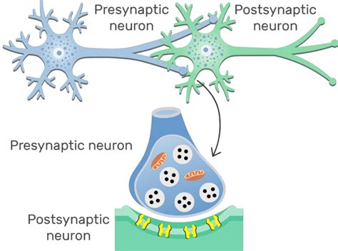 42 diagram of synapse