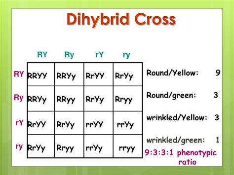 PPT - Dihybrid Punnett Squares PowerPoint Presentation - ID:3219591