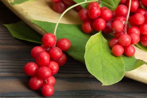 5 Schisandra Health Benefits + Side Effects & Cautions (With images ...