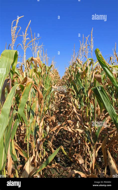 Rows of corn crops ready for harvest Stock Photo - Alamy