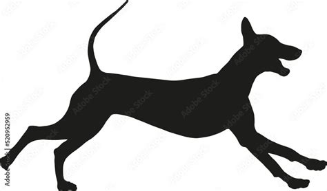 Black dog silhouette. Running mexican hairless dog puppy. Pet animals ...