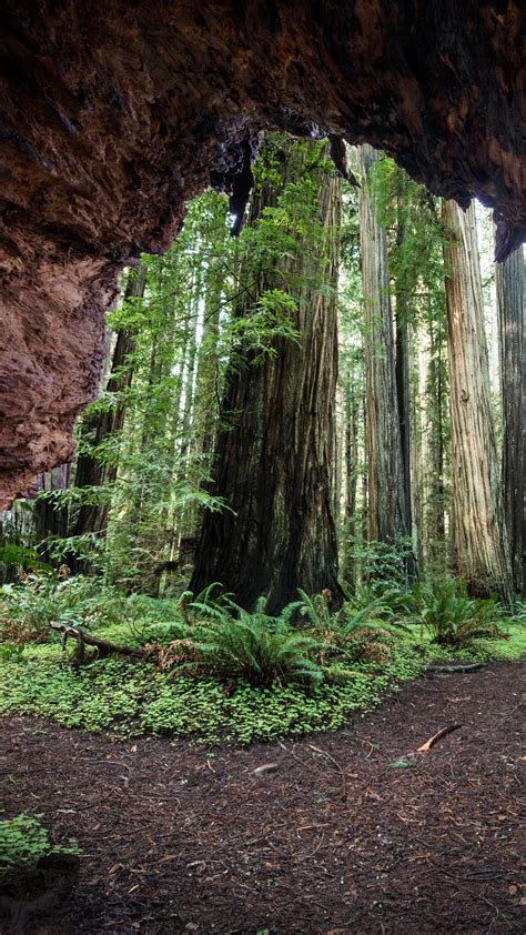 Redwood trees view from cave at Jedediah Smith Redwoods State Park ...