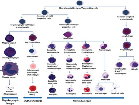 Hierarchy of hematopoietic cells during normal differentiation of bone ...