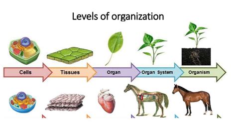 Diagram Of The Levels Of Organization