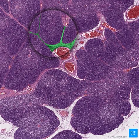 Thymus: Histology, features, cell types and anatomy | Kenhub