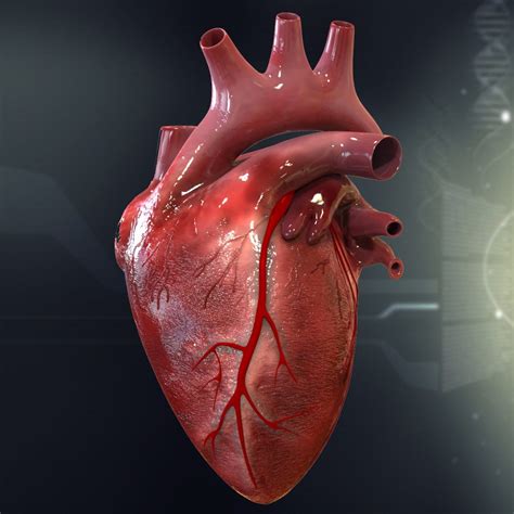 3d human heart anatomy model