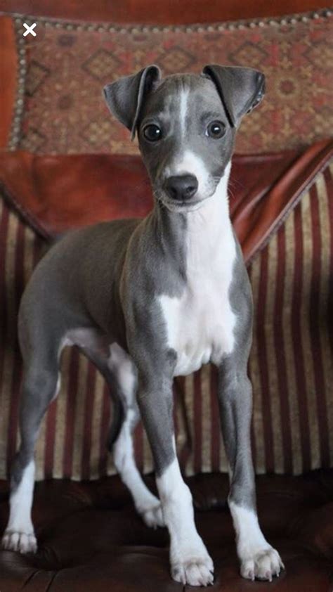 Greyhound | whippet dog | saluki dogs | borzoi aesthetic | rare dog ...