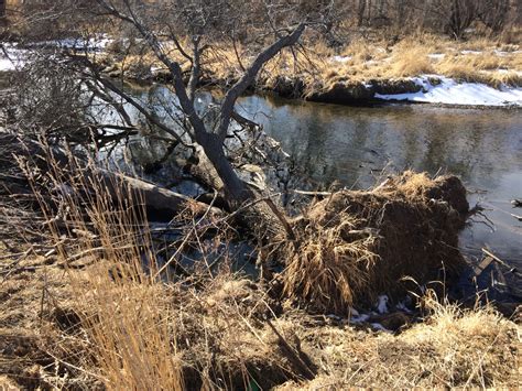 Baring a Fun Hike in Denver's Bear Valley - Denver By Foot