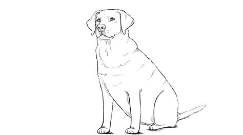 Lab Dog Drawing At Getdrawings Free Download