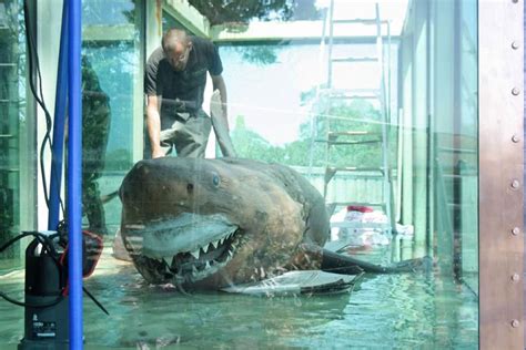 The Story of the Great White Shark Discovered at an Abandoned Zoo ...