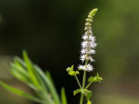 Growing Black Cohosh: Best Varieties, Planting Guide, Care, Problems ...