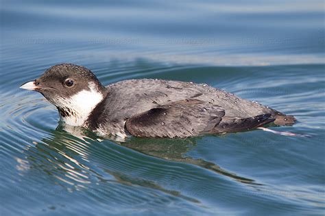 Ancient Murrelet Pictures and Photos - Photography - Bird | Wildlife ...