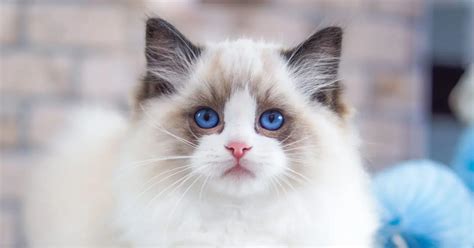 Ragdoll Cat | Breed History, Personality, and Care - Pumpkin®