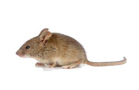 Mouse Animal Characteristics and Habitat Insights Clipart PNG | PNG All