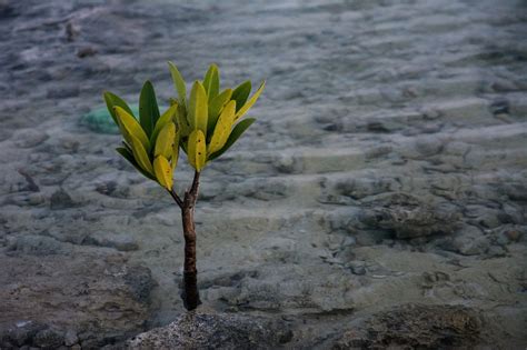 Water plant,sproutling,plant,ocean,sea - free image from needpix.com