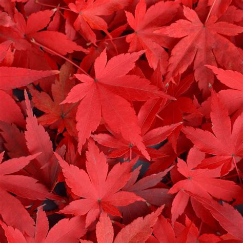 Pure Autumn Red Maple Leaves Overlap iPad Air Wallpapers Free Download