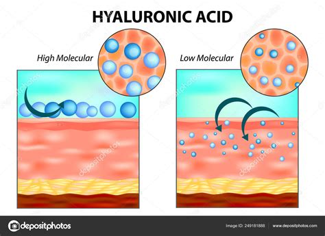 Hyaluronic Acid Skin Low Molecular High Molecular — Stock Vector ...