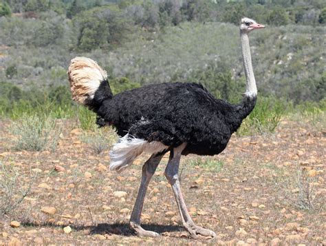 File:Ostrich male RWD.jpg - Wikimedia Commons