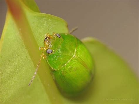 GREEN Ladybug Possibly Leaf Beetle | Beetle, Leaf beetle, Ladybug