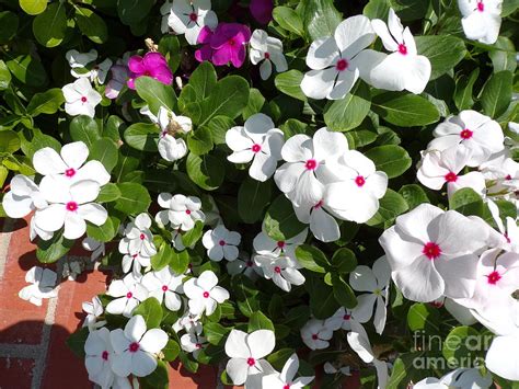 Colorful Vinca Flowers-nine Photograph by Joney Jackson - Fine Art America