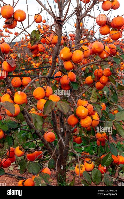 Persimmon tree (Diospyros kaki, kaki persimmon) ready for harvest in a ...