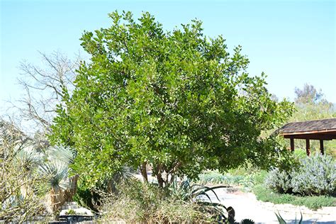 Texas Mountain Laurel - Buchanan's Native Plants