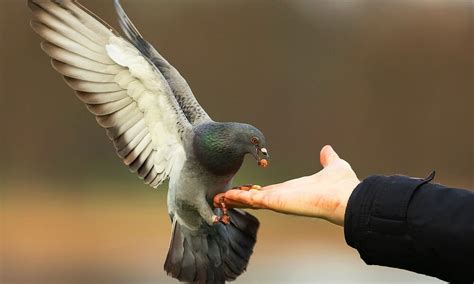 mourning dove symbolism - birdsfacts