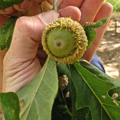 Oak Tree Seed Pods