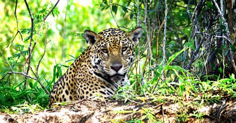 Environmental Justice Foundation | The unique Pantanal wetland is…