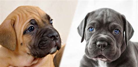 Cane Corso Colors - A Complete Guide