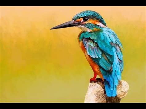 Kingfisher bird - digital painting (Time-Lapse video) - ArtRage 5 - YouTube