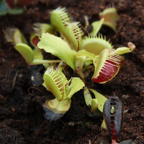 Venus Fly Trap Care - How To Grow A Venus Fly Trap