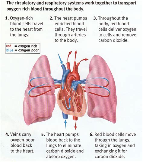 Sample 1: Heart and Lung Diagram - DIAGRAM Center