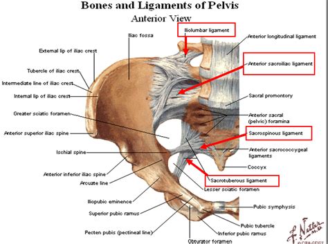 pelvic ligaments - Google Search | Sacroiliac, Meniscal tear, Ligament tear