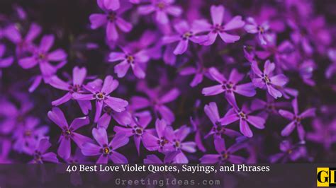 40 Best Love Violet Quotes, Sayings, and Phrases