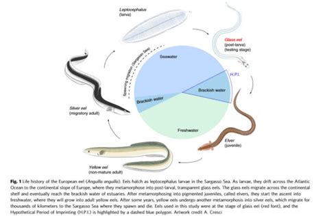 Moon and Earth’s magnetic field guide European eels on their epic migration