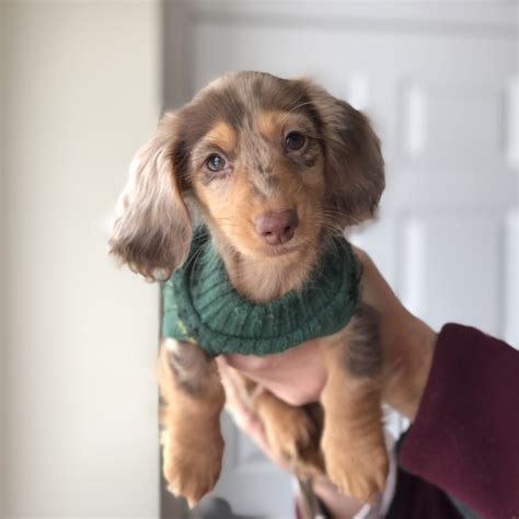 How Do You Teach A Dachshund Puppy Tricks