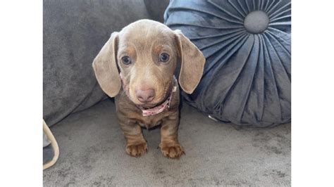 Isabella Dachshund: Everything You Need To Know