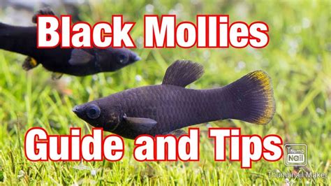 Black Mollies – The Best Beginner Fish Guide – HousePetsCare.com