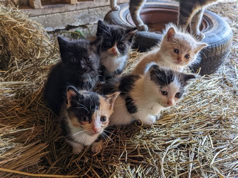 Adorable Barn Kittens : aww