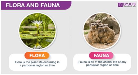 Importance of Flora and Fauna (Plants and Animals)