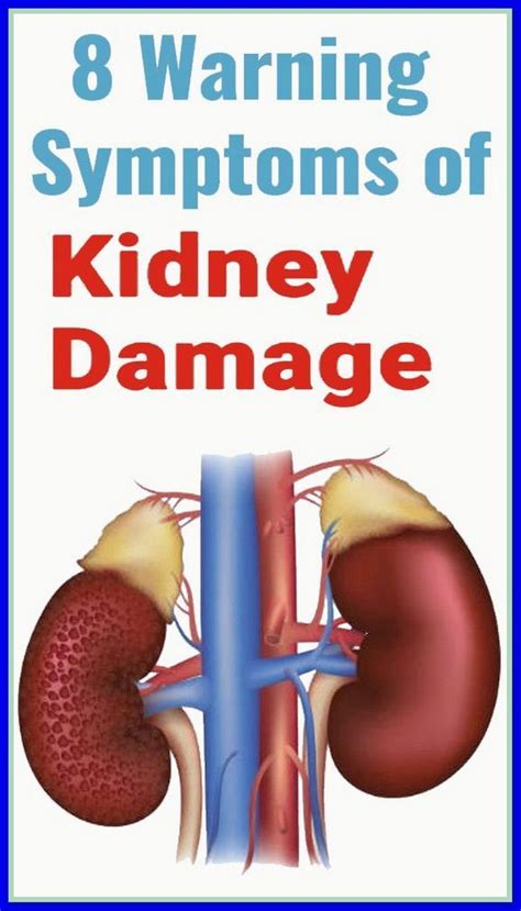 8 Warning Symptoms of Kidney Damage | Kidney damage, Health, Daily ...