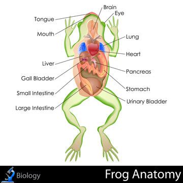 Frog Mouth Dissection Lab