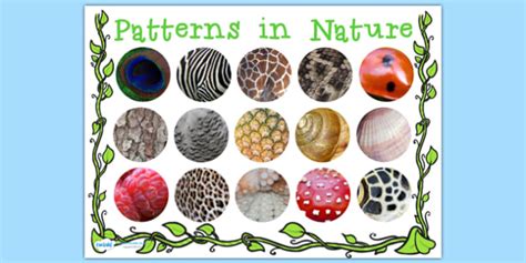 Patterns in Nature Display Poster (Teacher-Made)